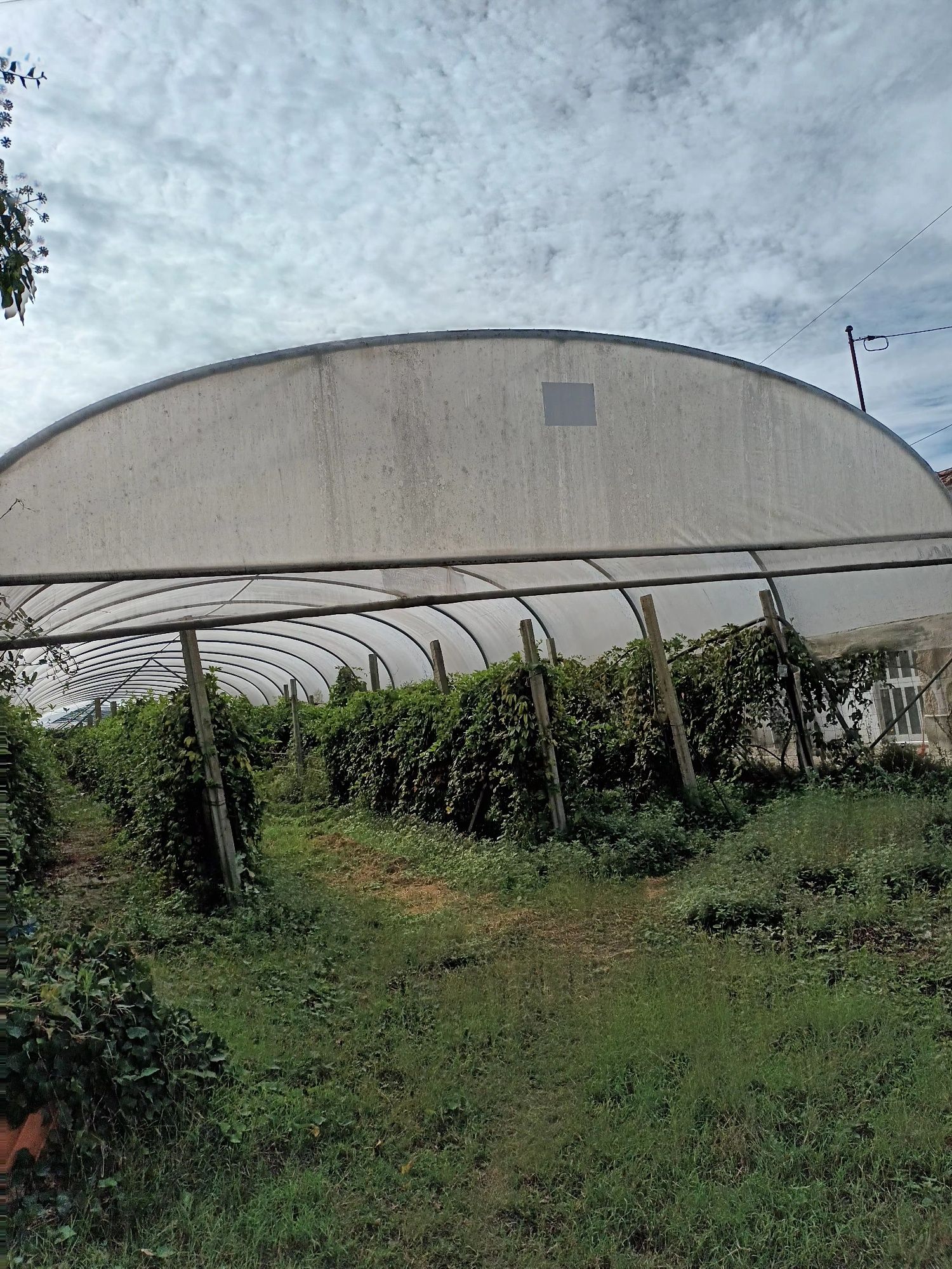 Estufa para agricultura