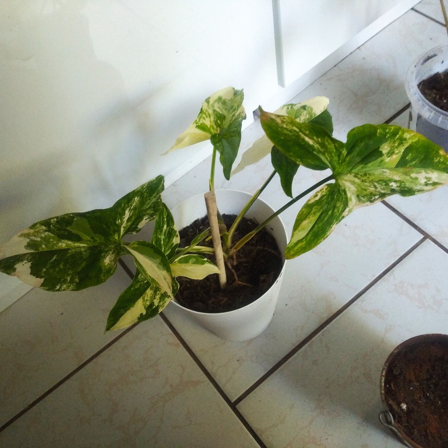 Syngonium Emerald gem veriegata