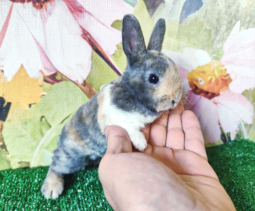 PIĘKNE Mini Lop królik miniaturka karzełek rex baranki teddy