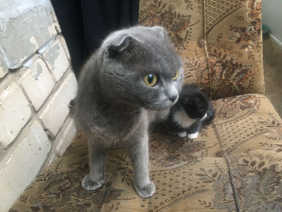 Одам за символічну ціну