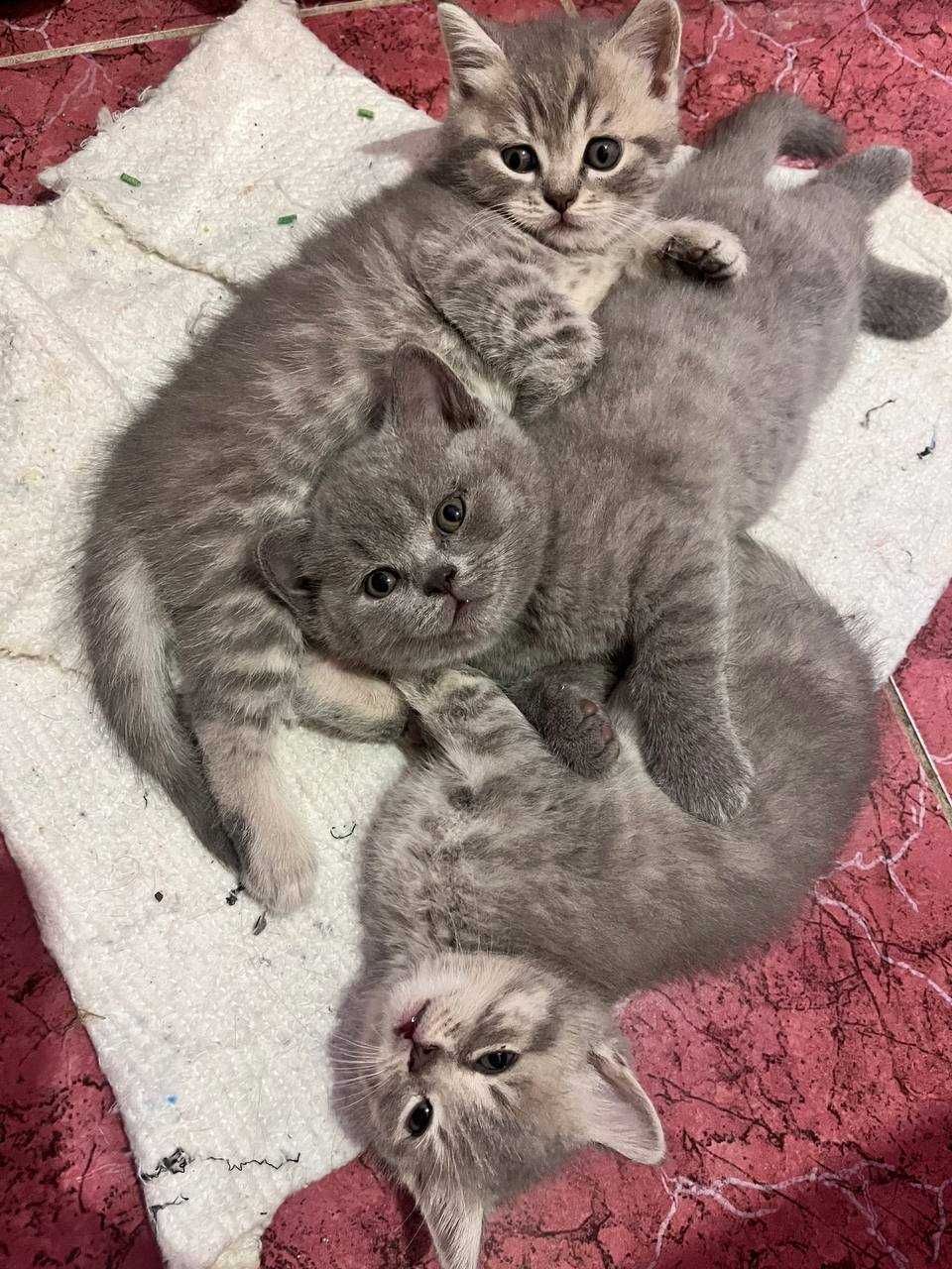 Кошенята шотландські прямовухі
