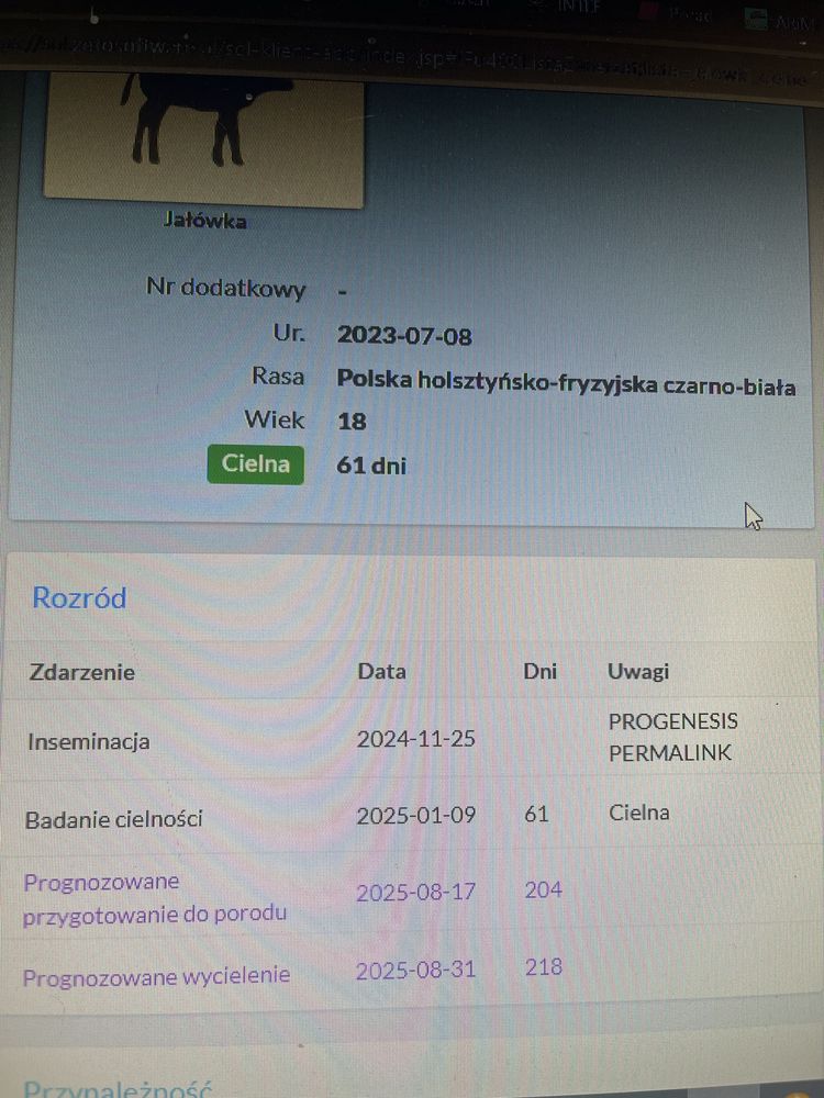 Jałówka wysokocielna
