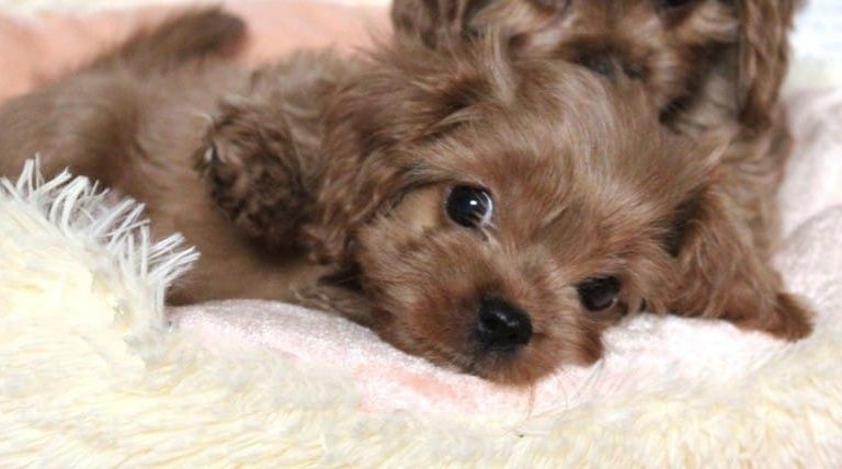 Кавапу ф1, Мальтипу купити Кавалер Кінг Чарльз Спаніель Cavapoo