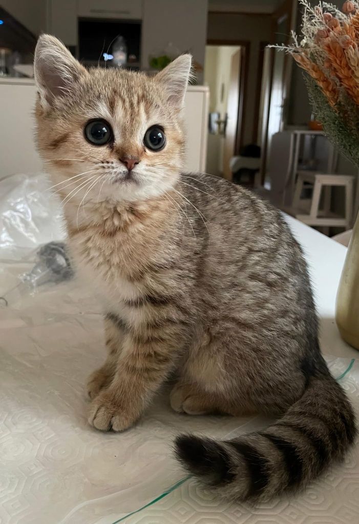 Scottish fold   Colden