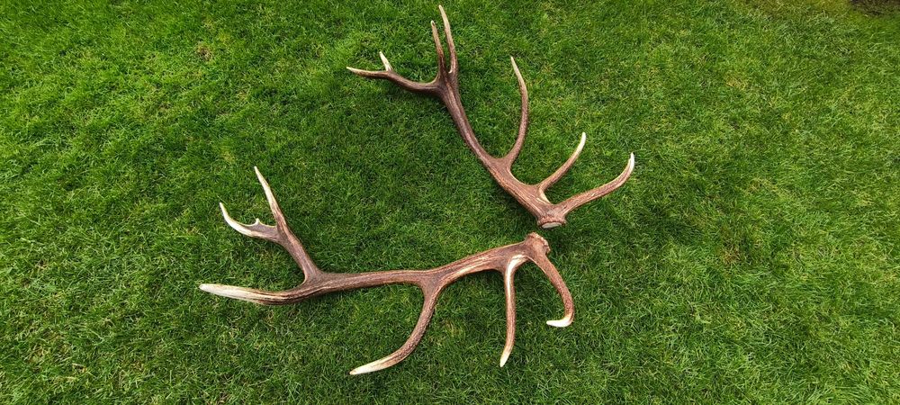 Poroże jelenia bardzo ładna para-komplet