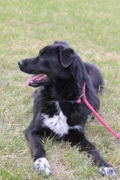 583130 Antoni do adopcji