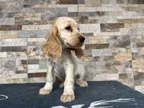 Cocker spaniel piesek