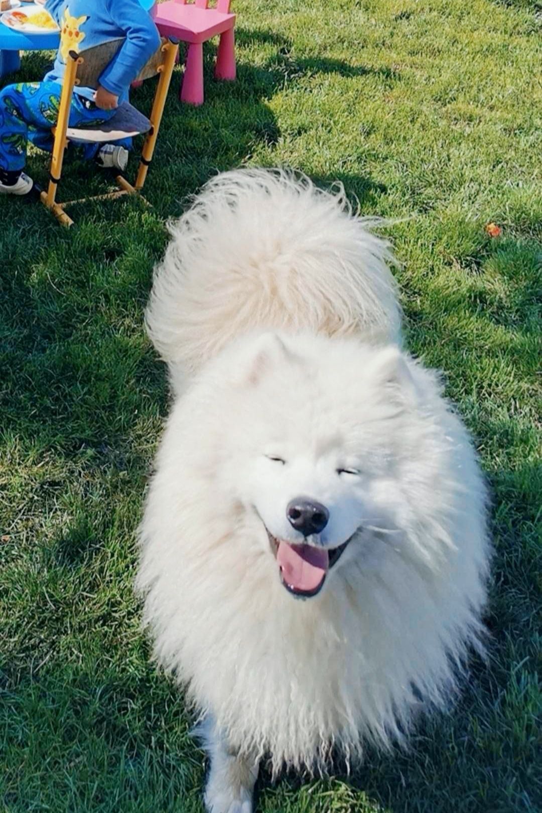 Samoyed z hodowli rodowód  piesek szczeniak samoyed rodowód