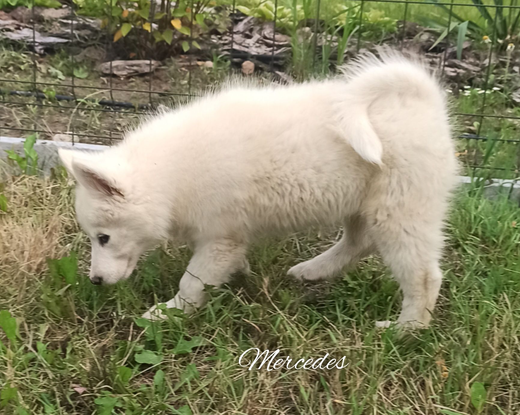 Łajka jakucka nie samoyed nie owczarek nie border