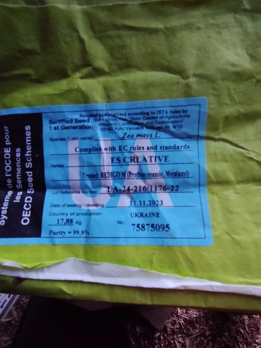 Посівна кукурудза