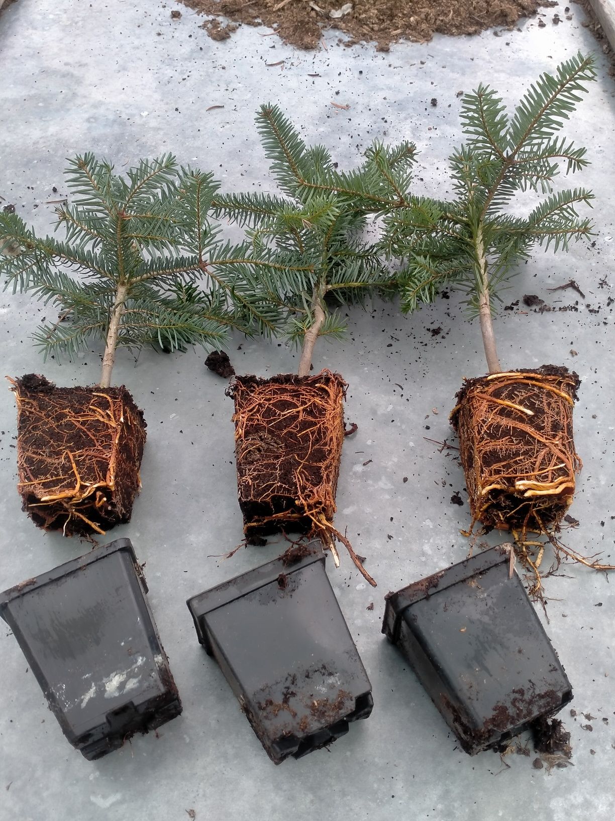 Jodła kaukaska abies nordmanniana Ambrolauri P9