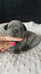 Buldog francuski Blue samiec