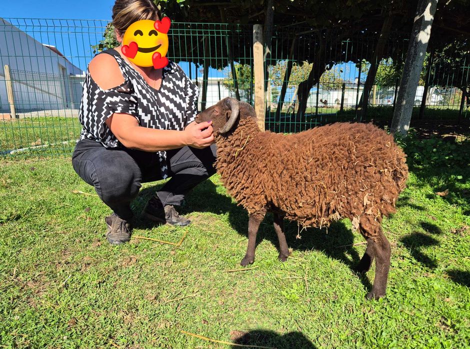 Borrego Micro-Anão Dócil