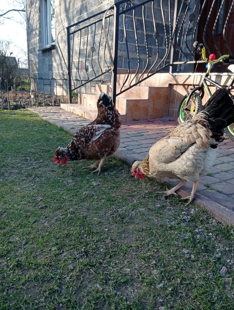 Jaja lęgowe czubatka w typie staropolskim