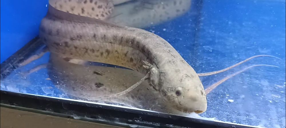 Prapłetwiec brunatny - Skrzelec - Protopterus 30cm. Cetarius