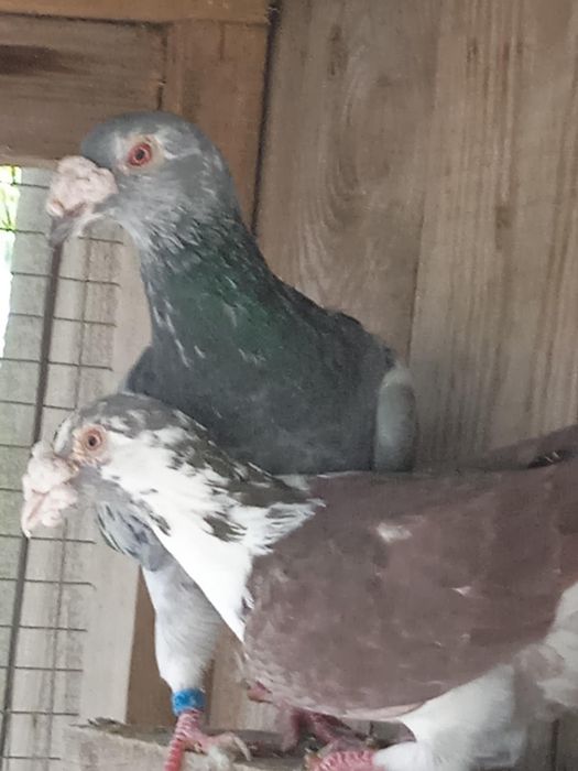 Sprzedam gołębie staropolskie