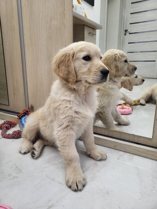 Złota suczka Golden Retriever gotowa do zmiany domu