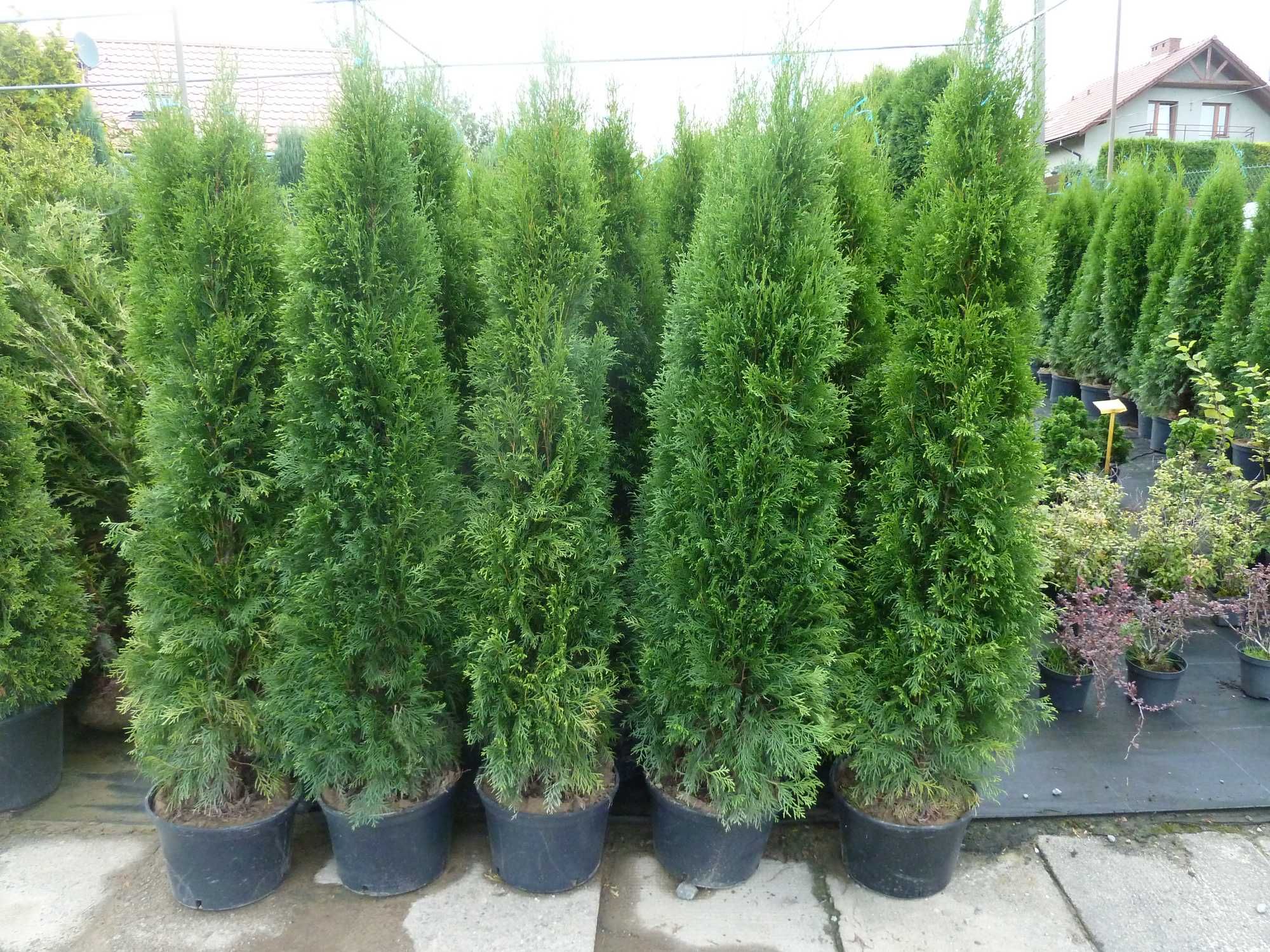 Tuja szmaragd Thuja smaragd  25cm w doniczce P7 gwarancja jakosci hit!