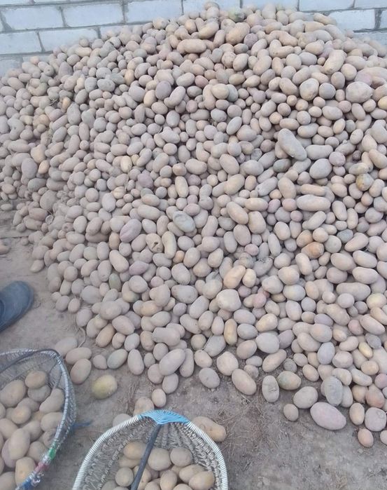 Продам картоплю домашню