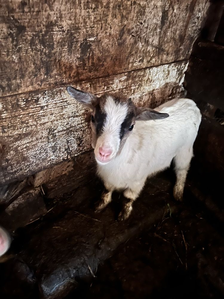 Vendo cabra de raça anã