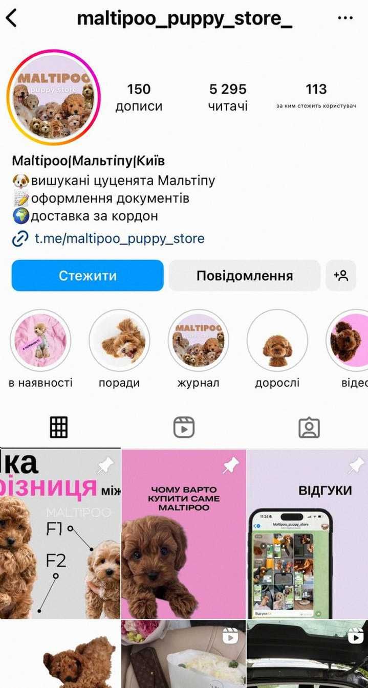 Mальтіпу дівчинка – дуже ніжна Любить обійми Ваша радість