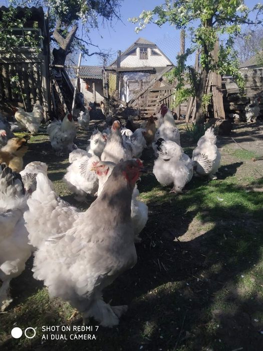 Яйця і курчата брами