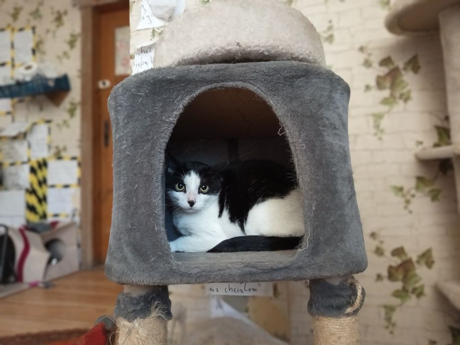 Kot Gacek poleca się do adopcji