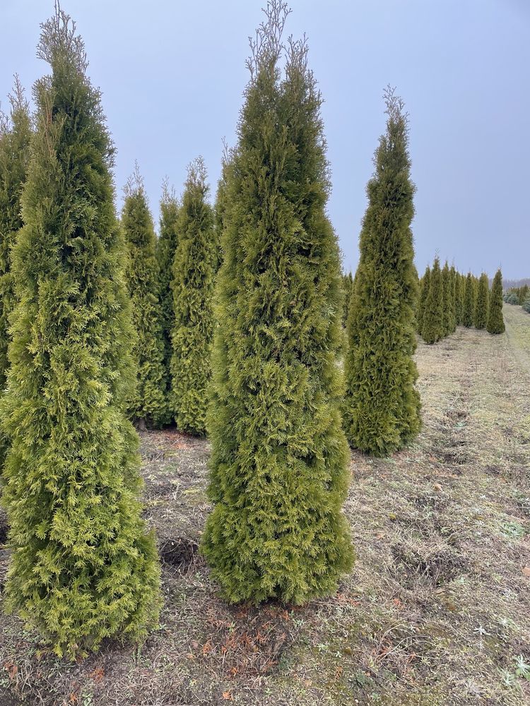 Tuja szmaragd smaragd duża 250cm