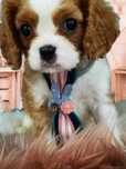 Cawalier King Charles spaniel samiec do rezerwacji badania genetyczne