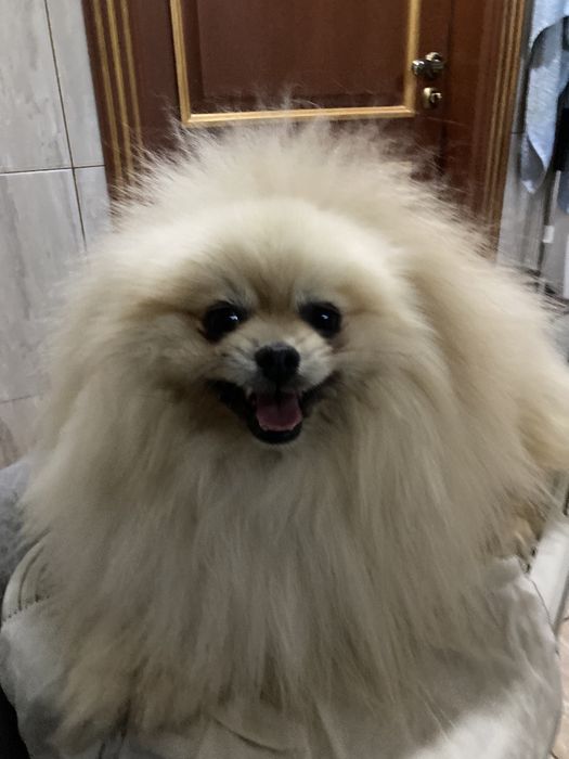 Помчик хлопчик! Целовашка