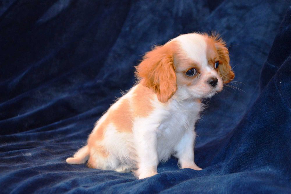 Cavalier King Charles spaniel SUCZKA gotowa do odbioru