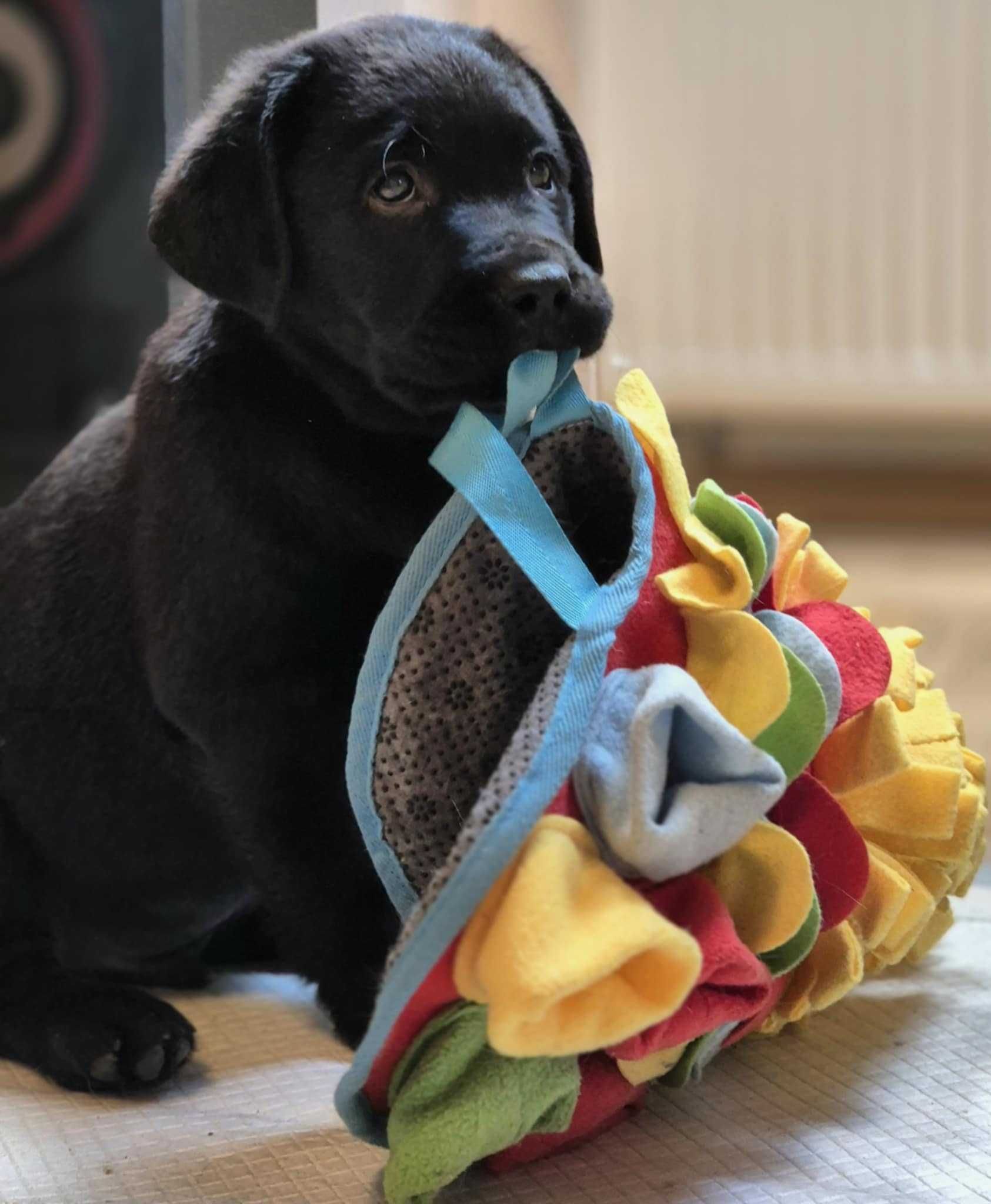 Labrador retriever czarny piesek lekkiej budowy I'm Legend ZKwP FCI