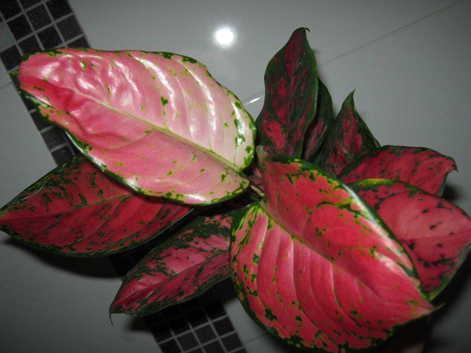 аглаонема декоративно лиственные цветы от 350грн