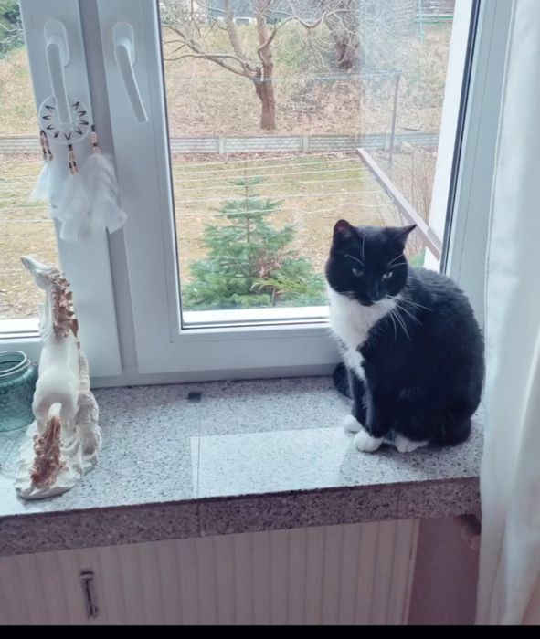 Potrzebuje opieki do kota