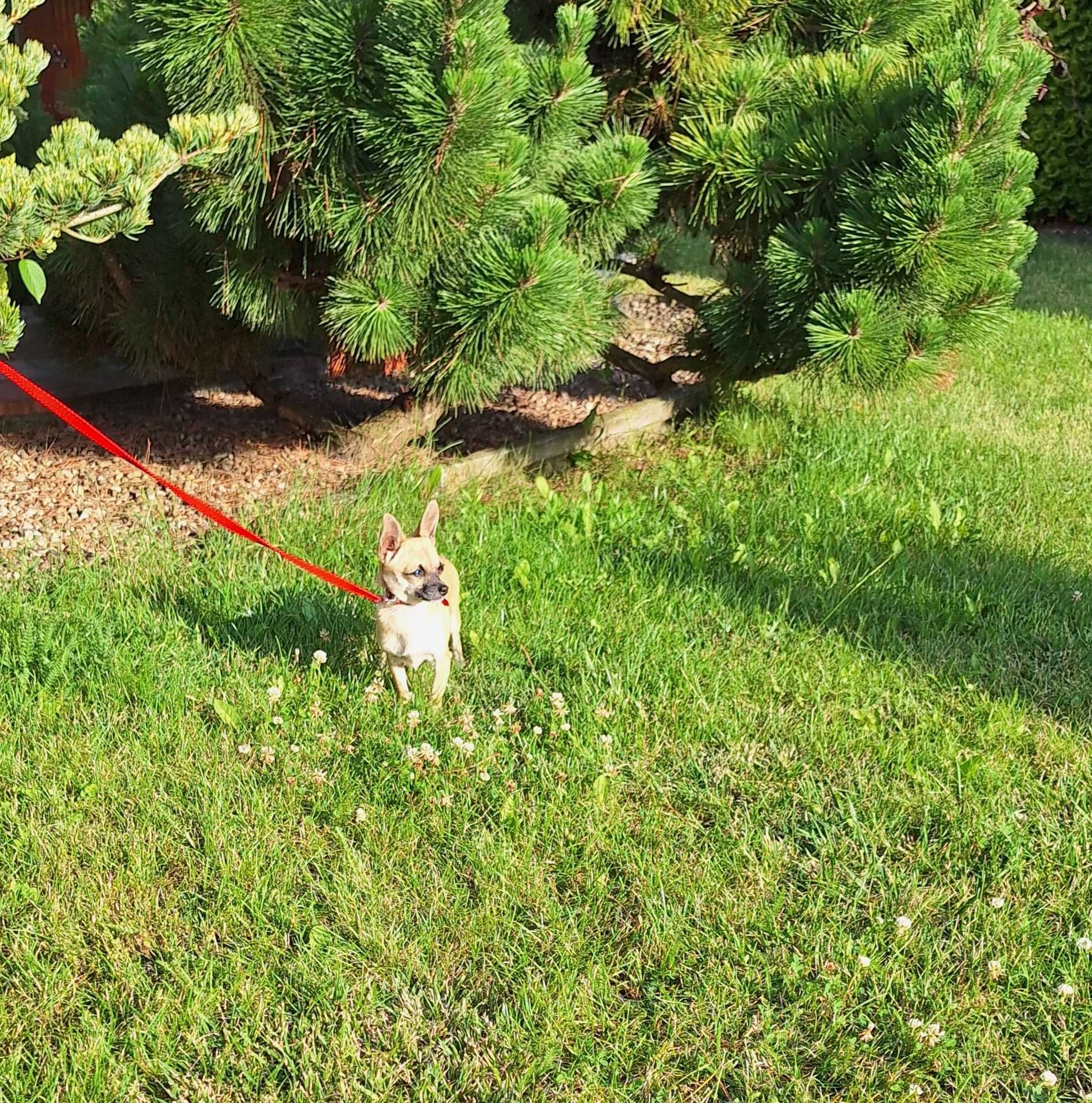 Chihuahua suczka