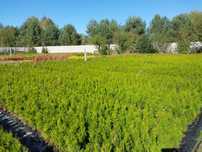 Thuja SMARAGD TUJA PROMOCJA Brabant, 70cm PRODUCENT szmaragd