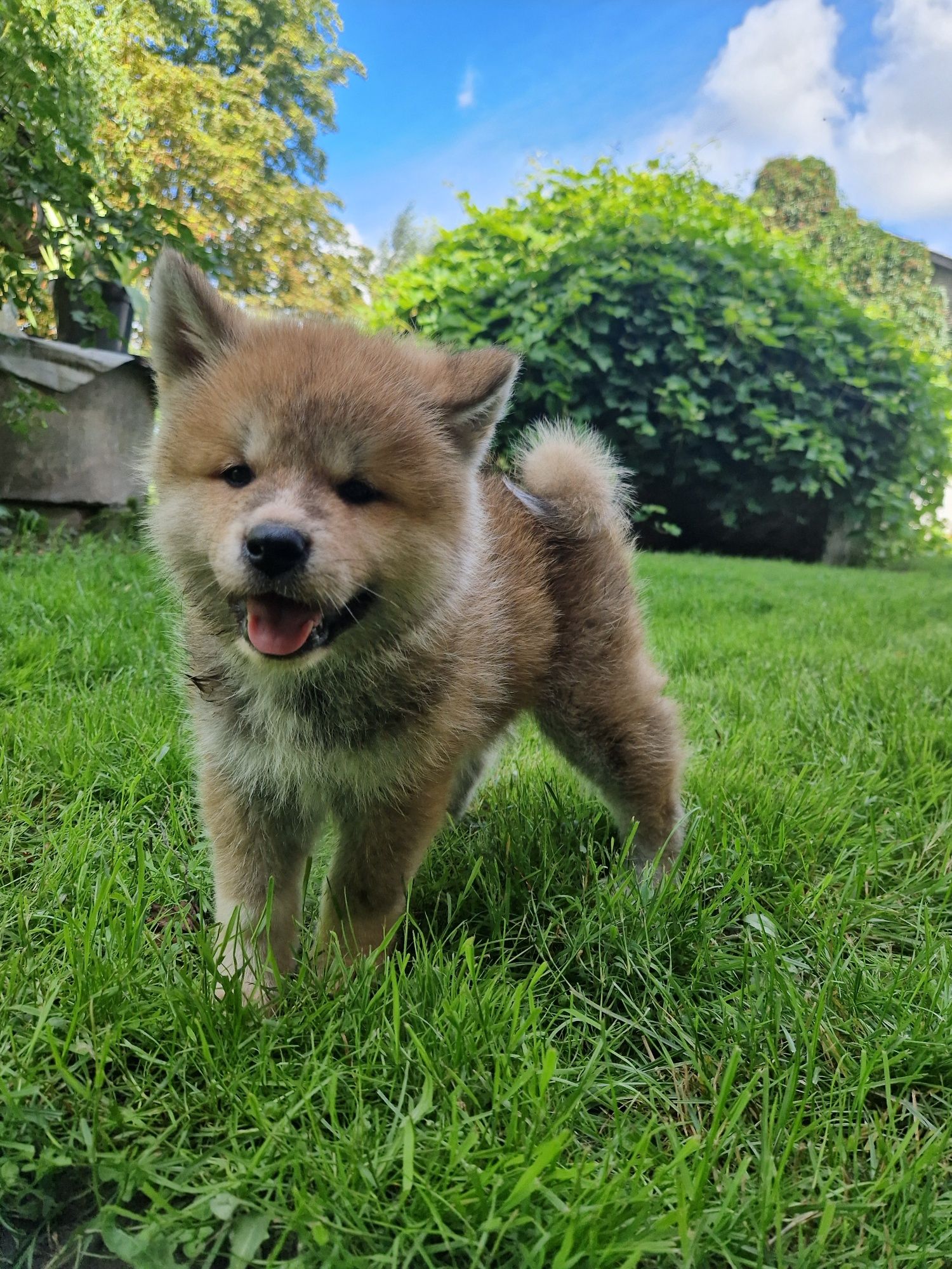 Akita Inu Czerwony piesek