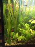 Vallisneria gigantea - nurzaniec olbrzymi, roślina akwariowa