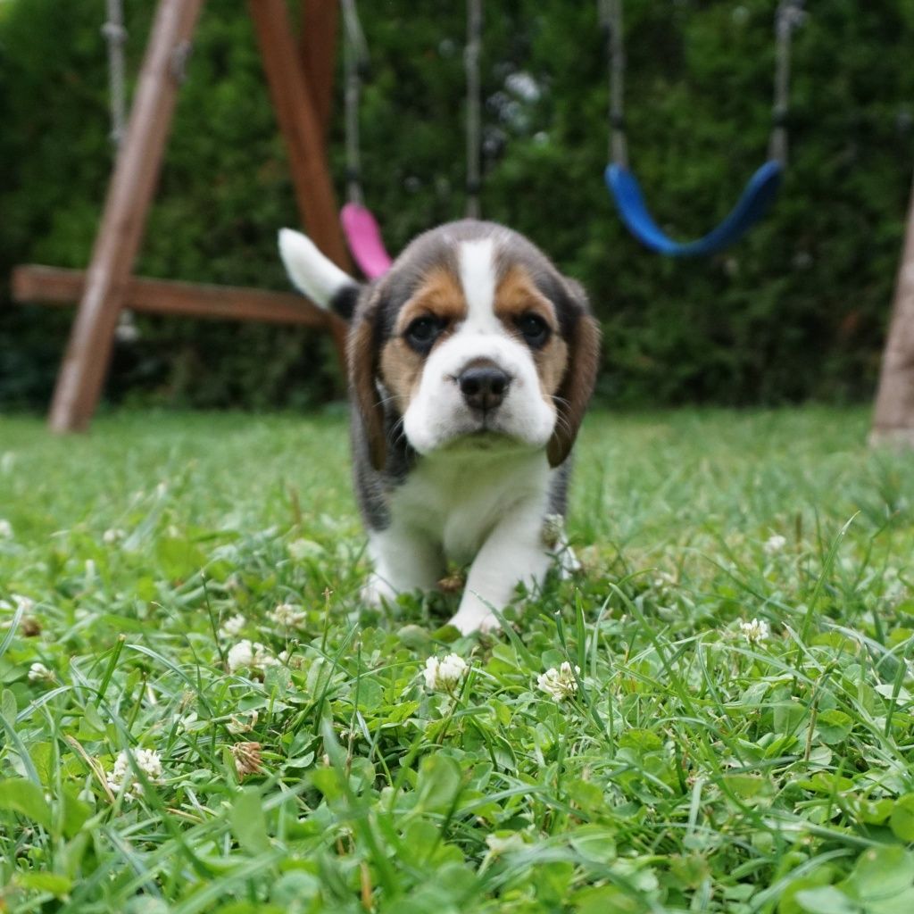 Beagle, FCI,  ZKwP,  szczeniak,  piękny piesek