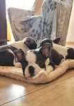 Boston terrier ZKwP