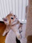 Шотландский короткошерстный