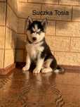 Husky Syberyjski