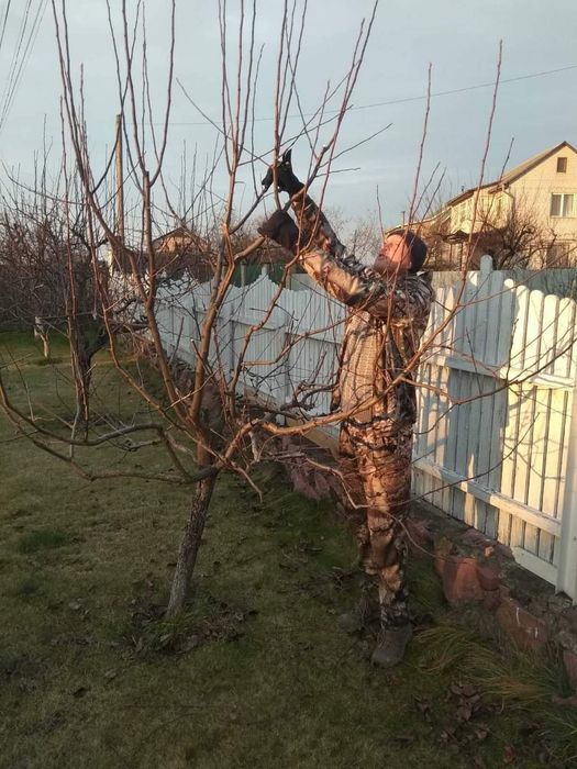 Обрізка сада. Формування та обрізка плодових та декоративних рослин