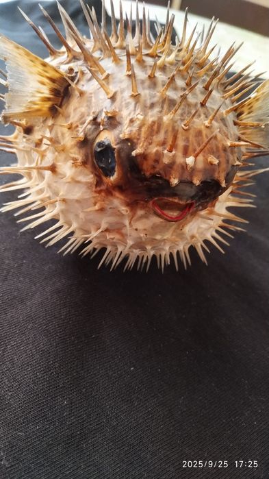 Рыба ёж настоящая