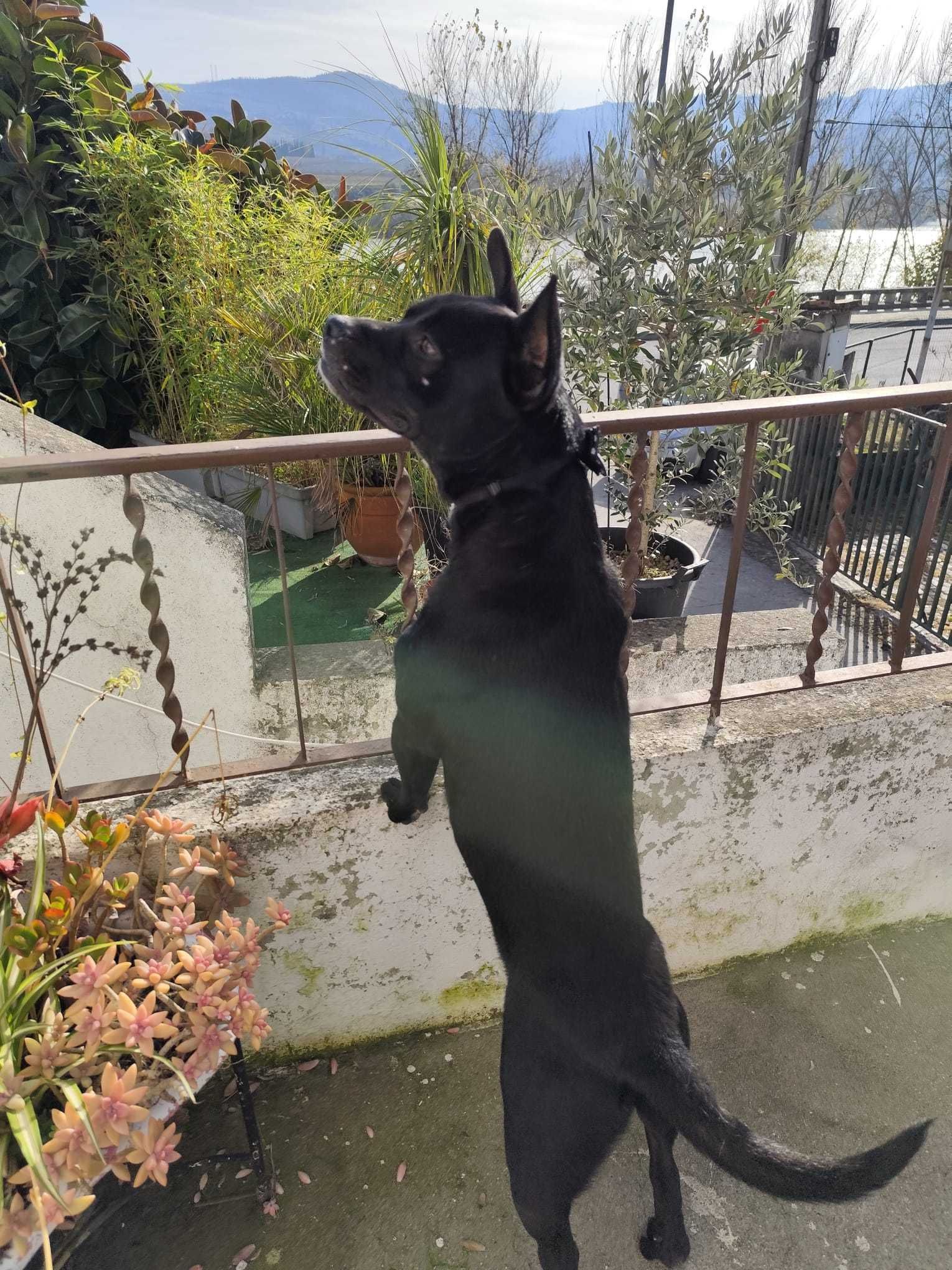 O pequeno NILO está para adoção!