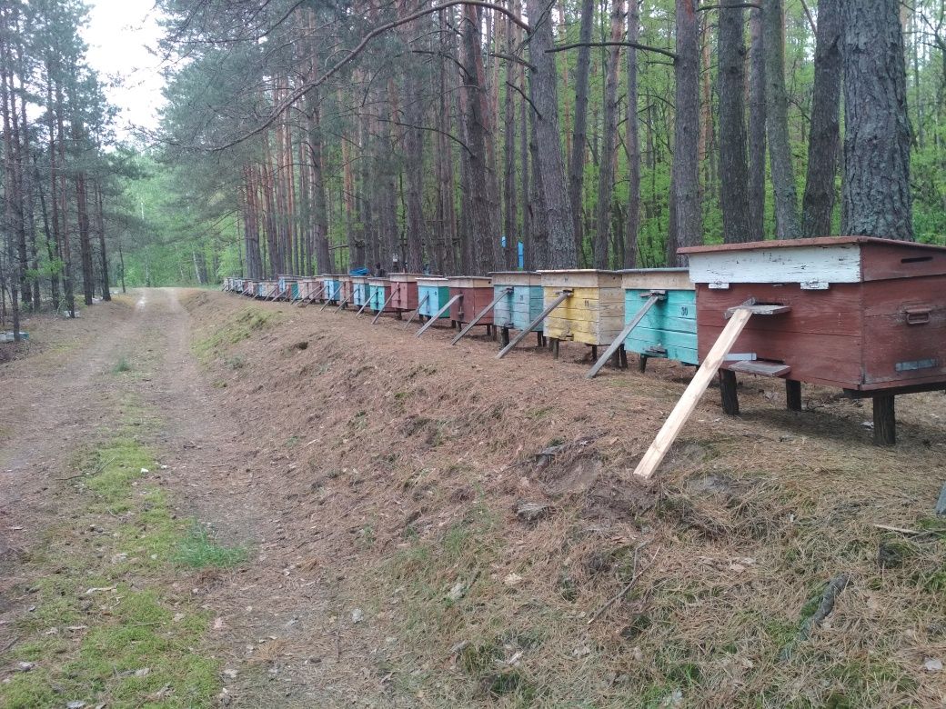 Бджолосім'ї і бджолопакети, матки f1 карніка, бакфаст.