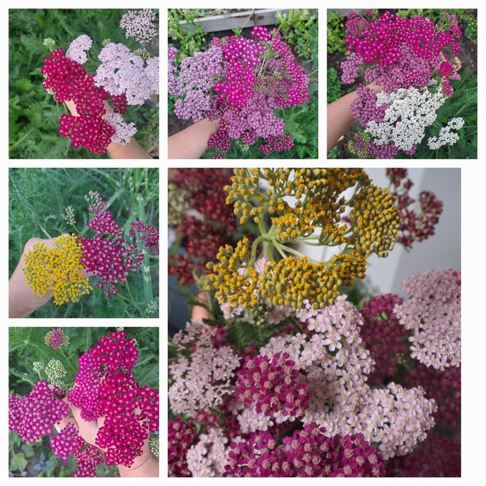 Деревій,тисячолистник кольоровий,5 кольорів