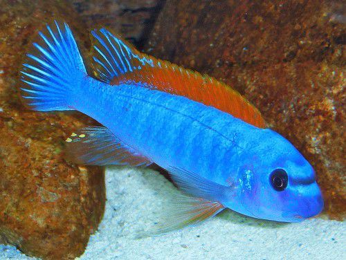 Labeotropheus trewavasae Tumbi. Malawi