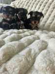 Ciemno stalowy piesek Yorkshire Terrier