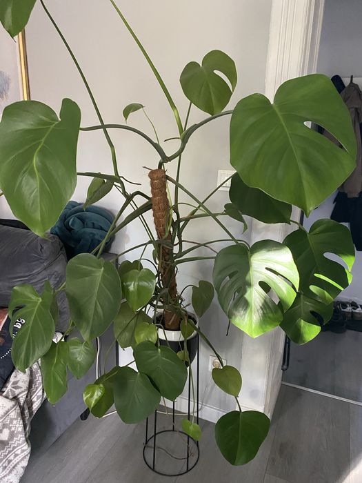 Kwiat doniczkowy Monstera XL wysokosc ok 115 cm